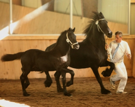 Hennigan Friesians, Friesian horses for sale